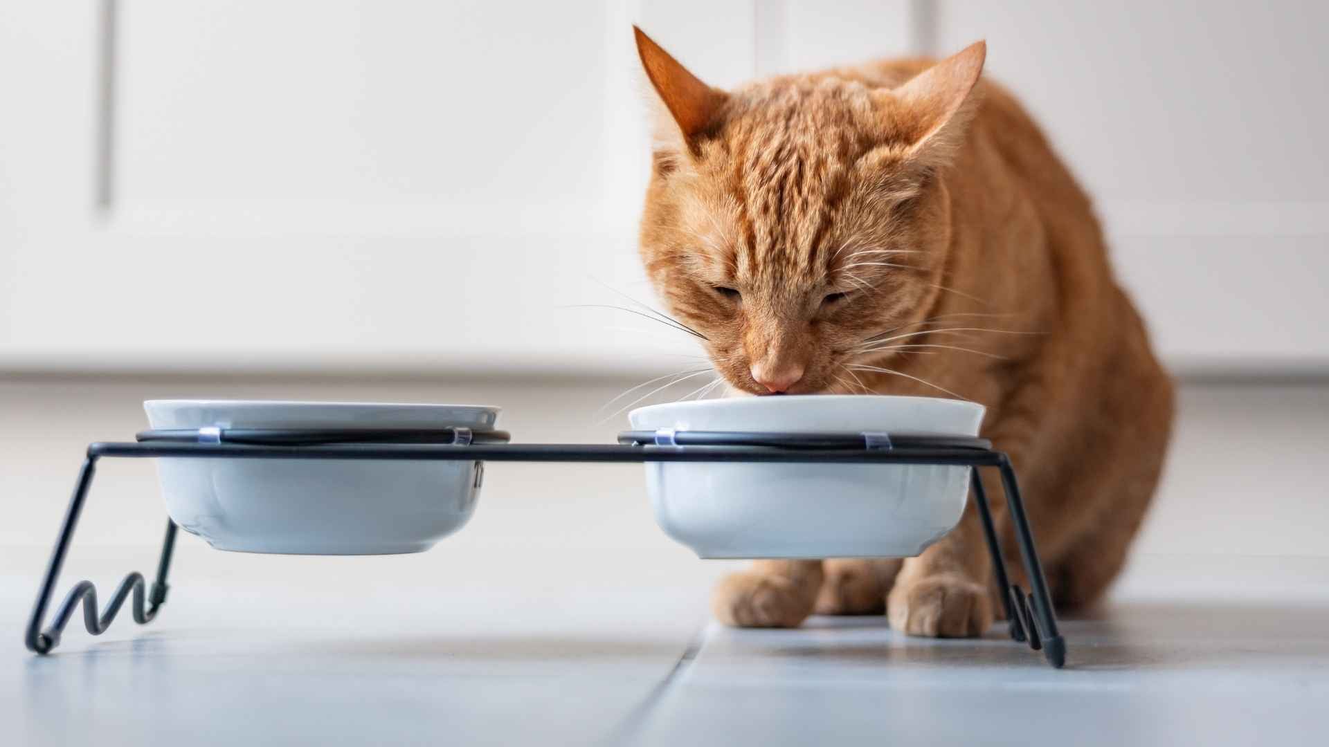 Gato bebiendo agua en un bebedero elevado